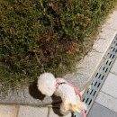 강아지발바닥 | 아임펫벳 강아지발바닥패드 사용 후기