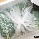 [더자연처럼] 케일2kg 국내산쌈채소 내돈내산 구매후기