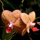 장미화원 이미지