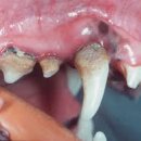 동물병원닥터스 이미지