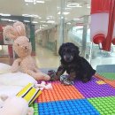 블루독 애견샵 이미지