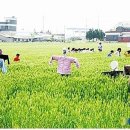 군산꽁보리 이미지
