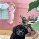 샤방하개 이미지