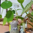 헤이리농장 | [경기/파주] 헤이리마을 아프리카 식물 집합소 ‘무계획수집공간’ 방문후기