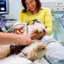 광주24시스카이동물메디컬센터 이미지