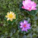 유림-1036 이미지