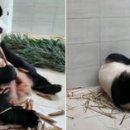 판다 이미지