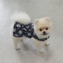 아지다펫 네이버블로그
