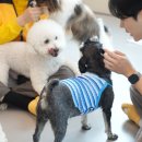 펫라운지 애견유치원 애견호텔 애견미용 부천점 | 강아지유치원비용 애견유치원 옐레드 추천