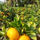 동백농장 이미지