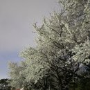 파인힐 골프 연습장 | 리베라CC 벚꽃, 올해도 다녀왔습니다