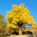 말하는 은행나무 | 칠곡 말하는 은행나무 심층소개 (유래, 지식, 문화)