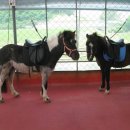 오박사마을 이미지