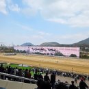 꽃파는아저씨 앞 | 과천 렛츠런파크 서울 벚꽃 축제 방문 후기 경마장 꿀팁