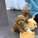 도그메리트 강아지 | 의정부강아지분양후기 도그메리트에서 만난 강아지 이야기