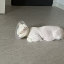 함께냥 전주점 이미지