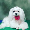 이츠펫(진천점) 이미지