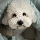 파이드포포 이미지