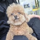 댕곤댕곤 이미지