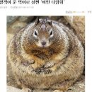라무야 이미지