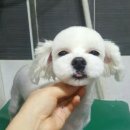 러블리애견미용실 이미지