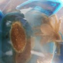 효자도6 이미지