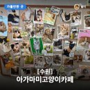 마미캣 | 영통역 아가마미 고양이카페: 아이와 함께 힐링! 20여 마리 냥이들의 애교에 심쿵!