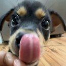 피그스토리 | 하나 둘 셋 뛰어 홍대 쇼룸 404 &lt;PIG&gt; 피그 방탈출 3인 후기