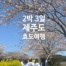대정읍 하모리 935-13 | 봄. 제주도 2박 3일 효도여행 일정, 후기 (+추천지)