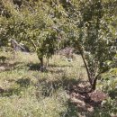 비야농장 이미지