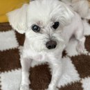 다산동물병원 | [남양주 동물병원] 다산 스텔라 동물병원 강아지 건강검진 및 재검사 솔직 후기