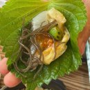 용인 보정동 횟집 추천 | 신선한 회 맛집 ‘미스터 오징어’ 솔직 후기