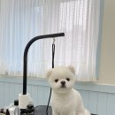 하이 꼬야 이미지