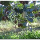 백이산 농장 이미지