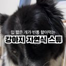 너즐리 이미지