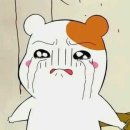 스시코이 이미지