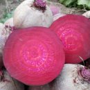 한라봉브로콜리 이미지