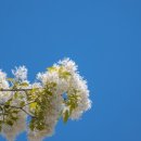 느린호수길 이팝나무길 이미지