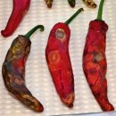 전북고추 이미지