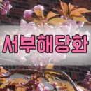 안녕해당화