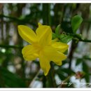 Jasmin7
