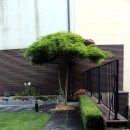 주택정원 셀프정원디자인 이미지