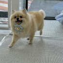 도루몽실 이미지