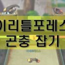리틀왈츠 이미지