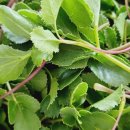 고모농장 이미지