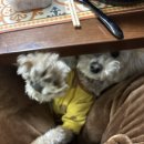 태안 알로하오에 애견풀빌라 | 태안 알로하오에 애견풀빌라 방문후기 🐶