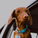 위례S동물의료센터 이미지