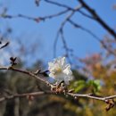 춘추벚나무(재배식물) 이미지