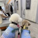 이승진동물의료센터 네이버블로그