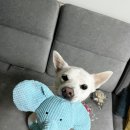 개와 집사의 시간 | 강아지 터그놀이 하는 이유 및 장난감 추천 멍멍집사 애착인형 후기